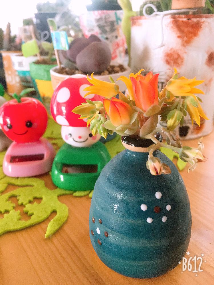 小さな庭の画像 by けろけろさん | 小さな庭と多肉植物と多肉1年生と多肉の花といいお天気☀️とかわいいとお花