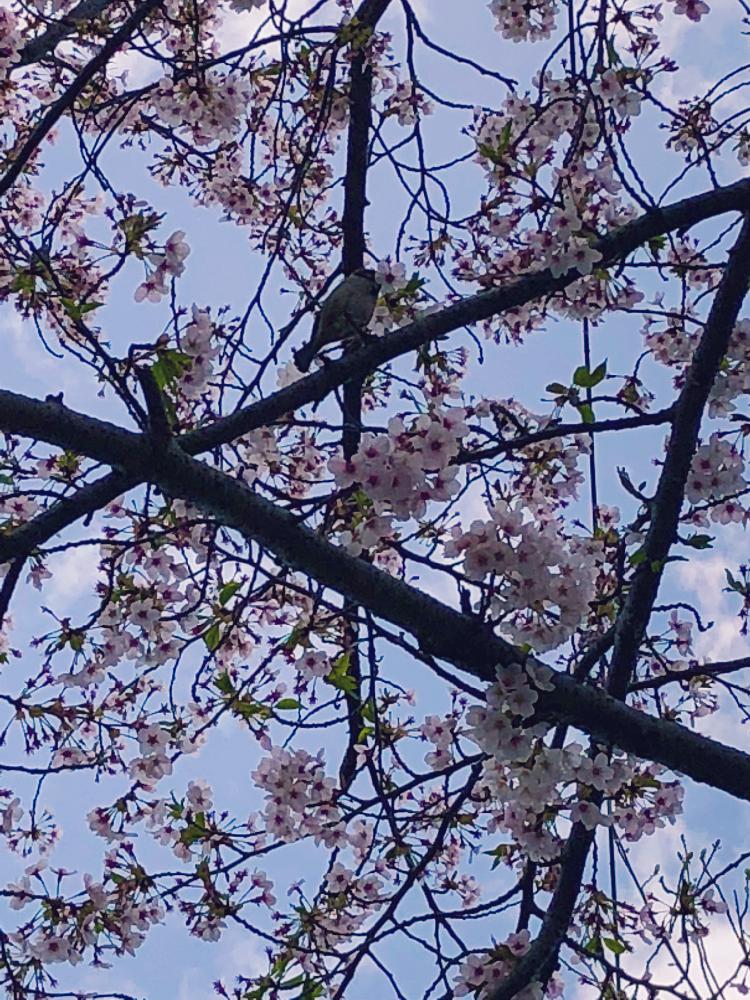 お出かけ先の画像 by けぇたんさん | お出かけ先とサクラとスズメとかわいい♡とおさんぽとさくら 桜 サクラと緑のある暮らしと花のある暮らしとひらひら