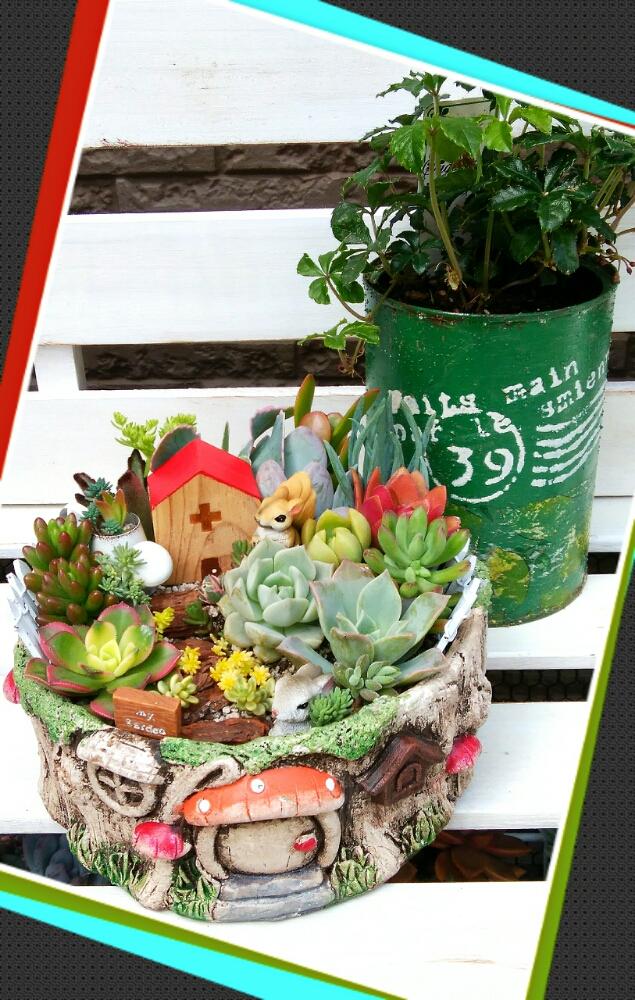 小さな庭の画像 by ☆みなみ☆さん | 小さな庭と多肉箱庭と今日も多肉三昧!と植中毒とタニラーと私の癒し系達♡と『ひとてま込めて』コンテスト