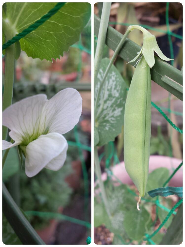 小さな庭の画像 by はなごよみさん | 小さな庭と実のなる花と白い花と鉢植えとスナップエンドウ☆