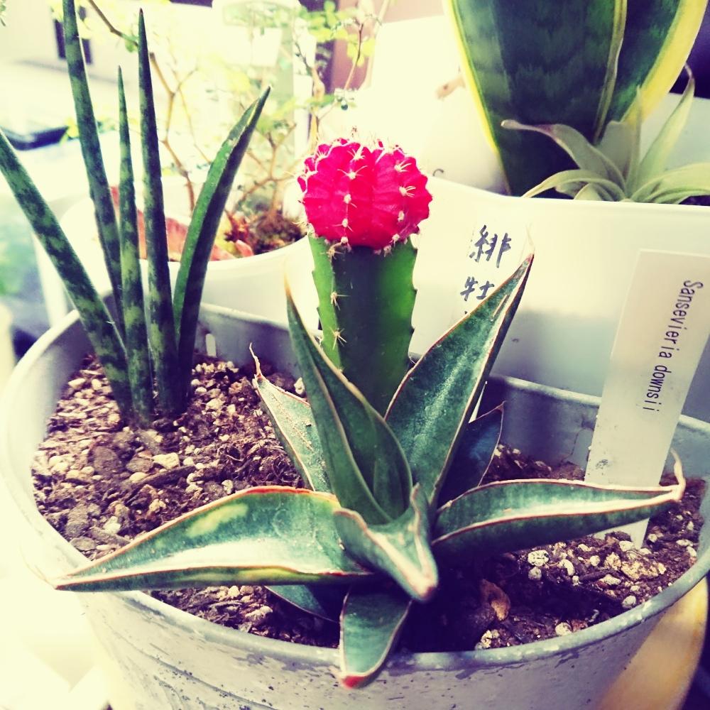 の画像 by ttさん | 緋牡丹とサンスベリアダウンシーとサンスベリアと観葉植物と部屋の中