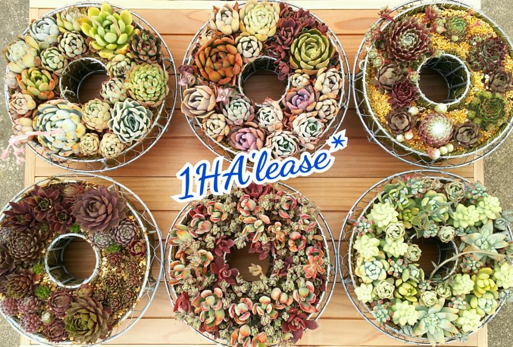 畑の画像 by hitoha77さん | 畑と気合!と1HA'lease*と多肉植物と山奥と多肉植物のリースと寄せ植えと多肉ハウスと多肉倉庫と多肉屋1HAとセンペルビウム属 パシフィックグレースとリースとUERUと多肉旅