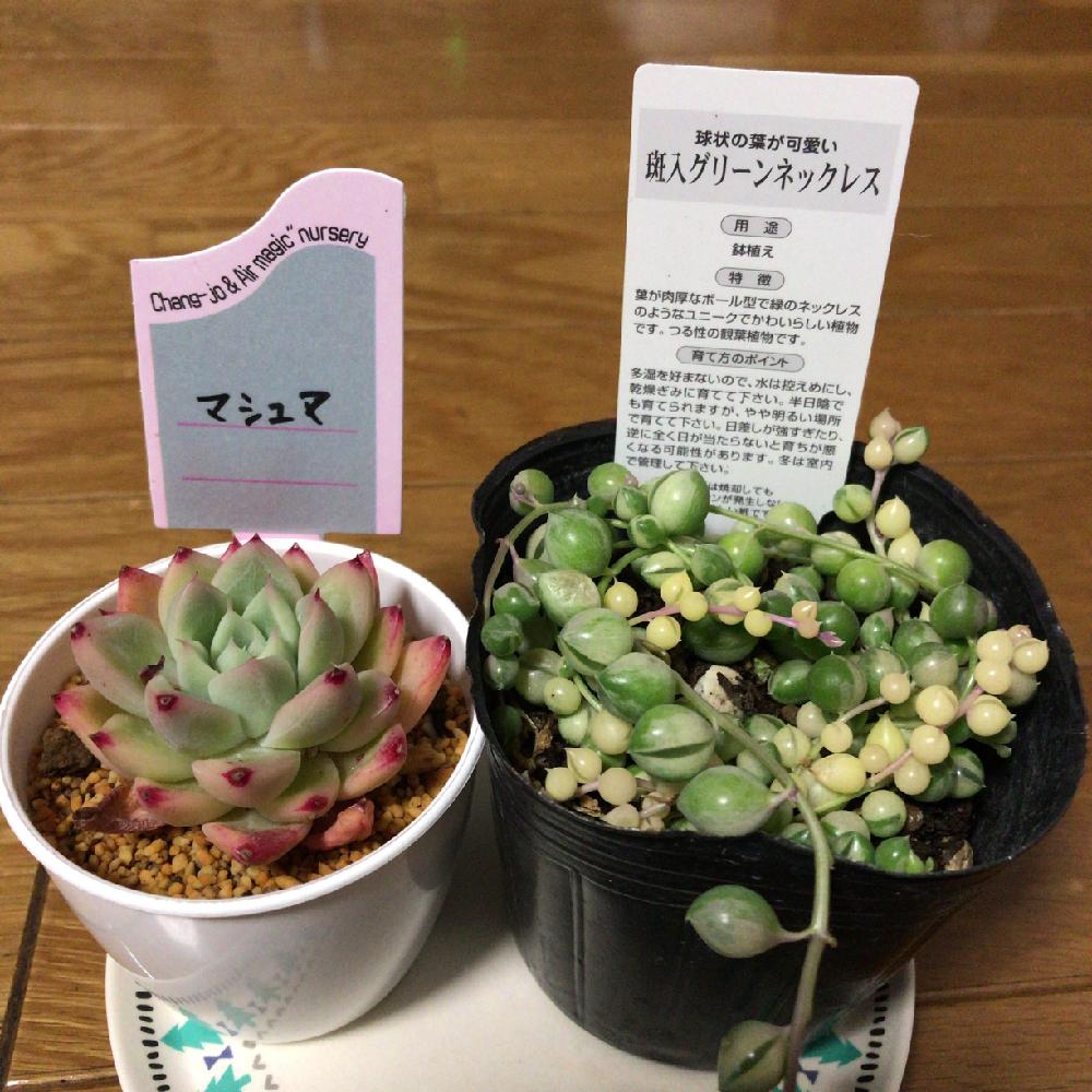 の画像 by マリナさん | マシュマと斑入りグリーンネックレスとガーデンメッセと多肉植物とエケベリア属と超多肉初心者とセネキオ属