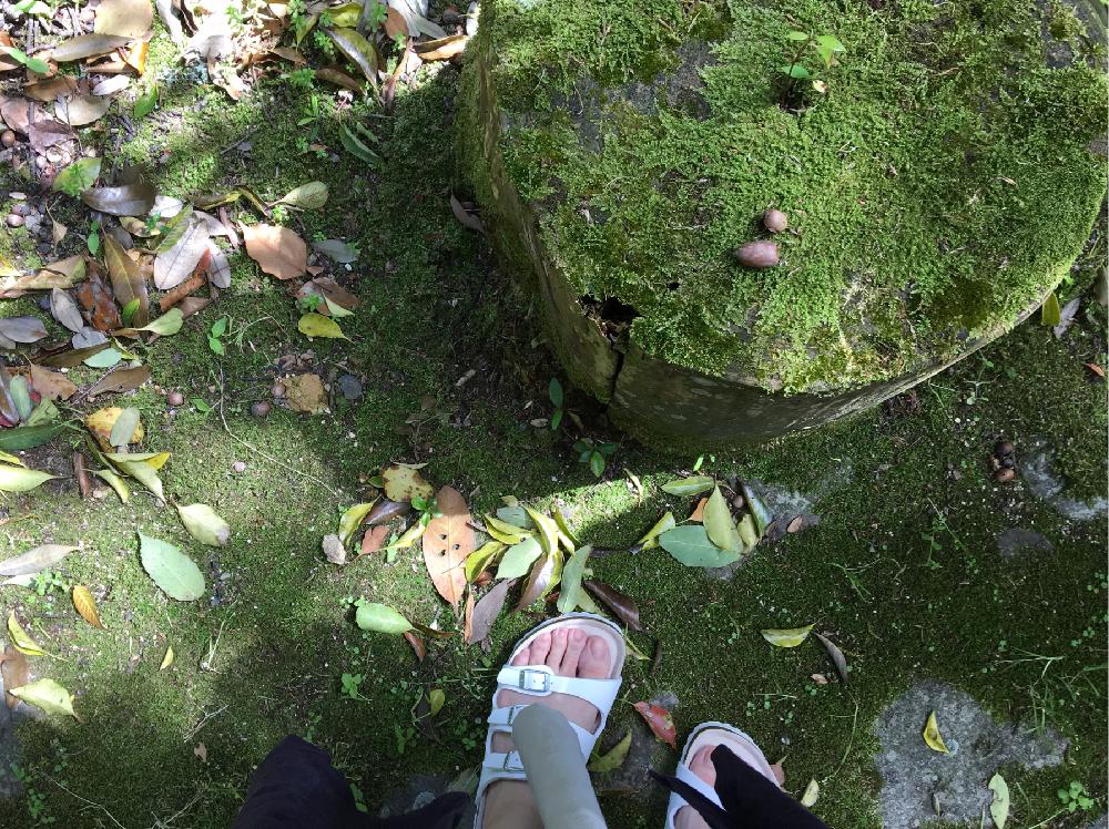 お出かけ先の画像 by ピレアさん | お出かけ先とどんぐりと木の実と観葉植物と植物のある暮らしとボタニカルライフとボタニカル女子と苔 (コケ)と日本庭園とGS映えとno green no lifeと植中毒とコケ植物とボタニカルスポット2018春