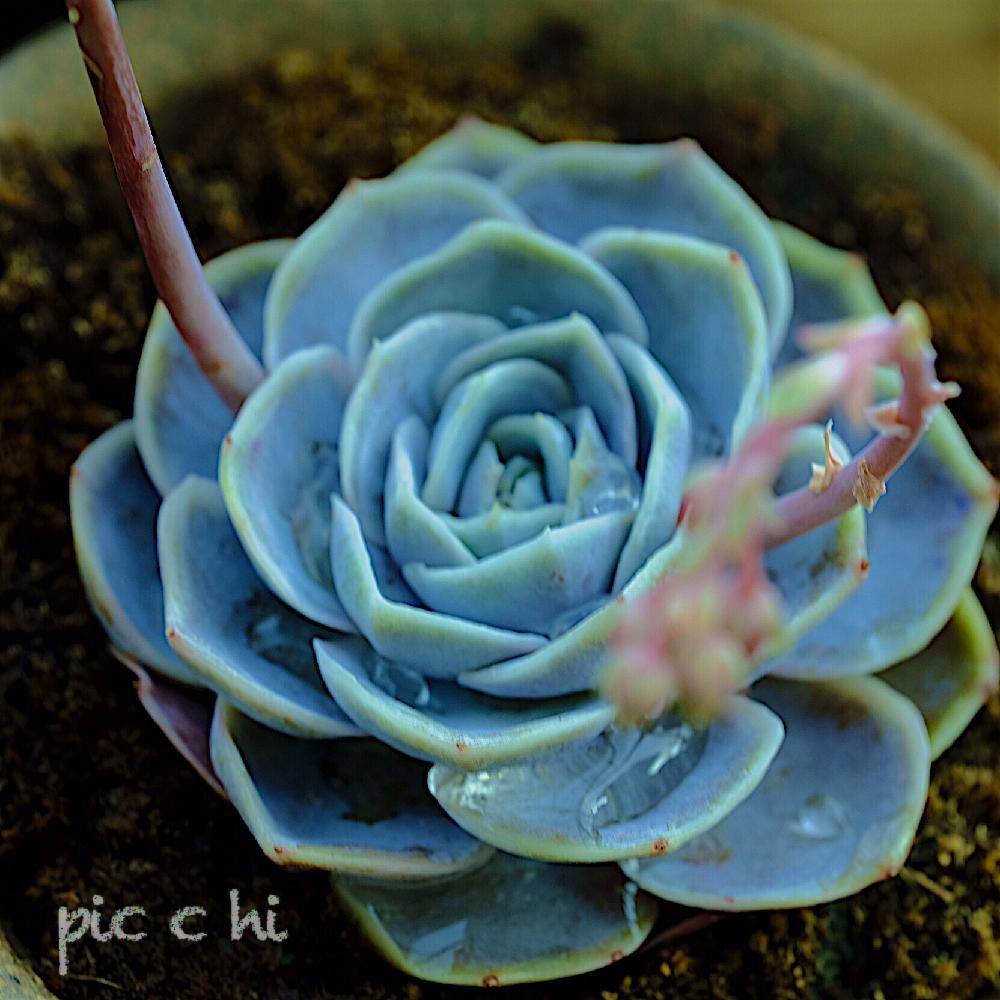 の画像 by ピッチさん | 多肉植物とエケベリアブルーサプライズとエケベリア ブルーサプライズとエケベリア属とpic c hiと多肉植物 エケベリアとフジノンレンズ XF80mmF2.8 R LM OIS WR Macro