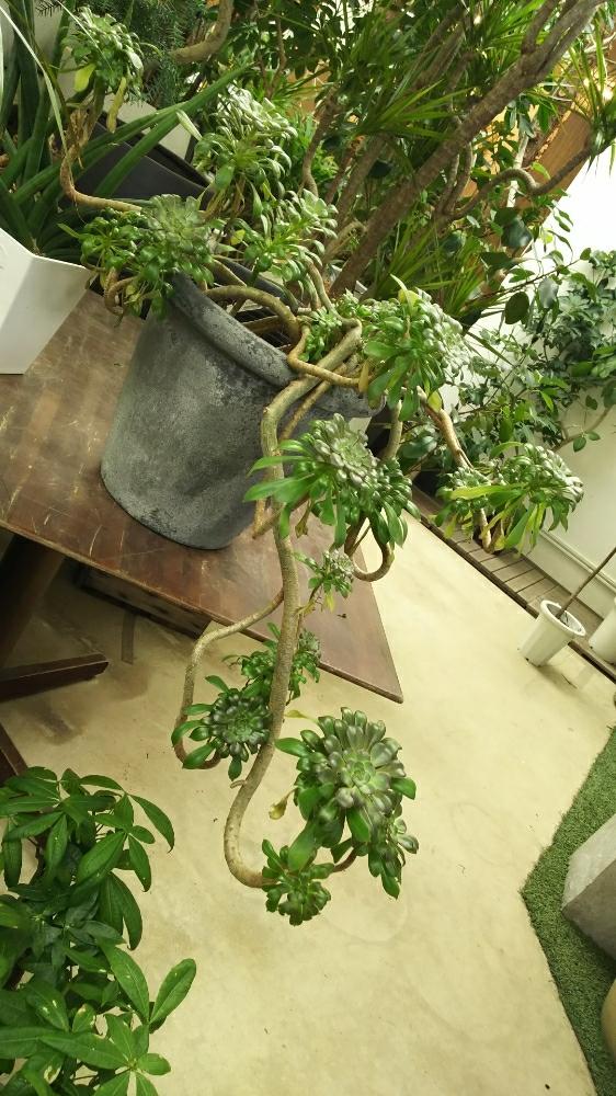 お出かけ先の画像 by Itokuさん | お出かけ先と観葉植物とGS映えと植中毒と今日の一枚とタニラーと黒法師☆とシックスタイルと新芽