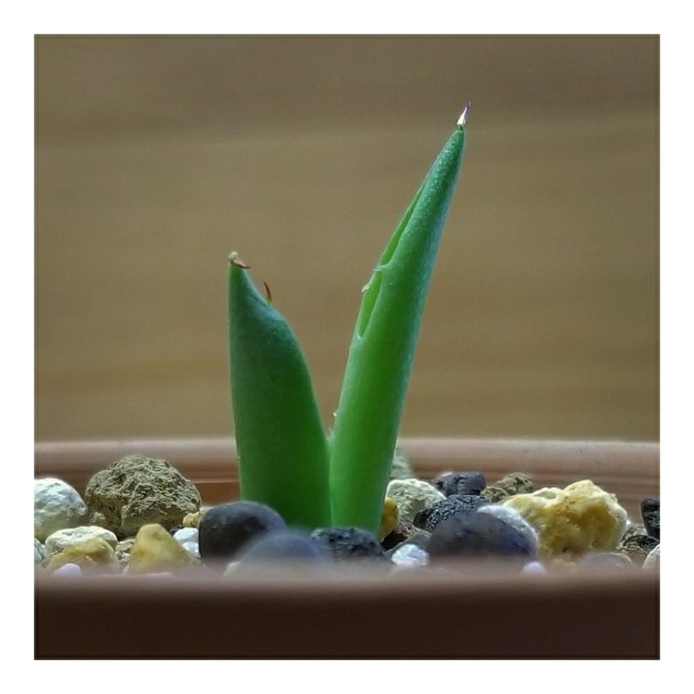 インテリアの画像 by ピンピンさん | インテリアとアガベコロラータとトゲトゲと観葉植物と植物のある暮らしとGSのみなさんに感謝♡と植中毒とタニラーと観葉植物がスキとトゲトゲのある暮らしと珍奇植物と葉っぱが好き♥とアガベ属