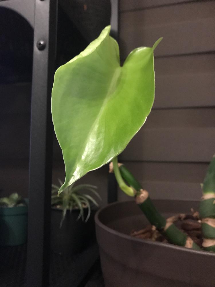 部屋の画像 by naoさん | 部屋とモンステラと観葉植物とGS映えと植中毒と成長記録と棘は無い