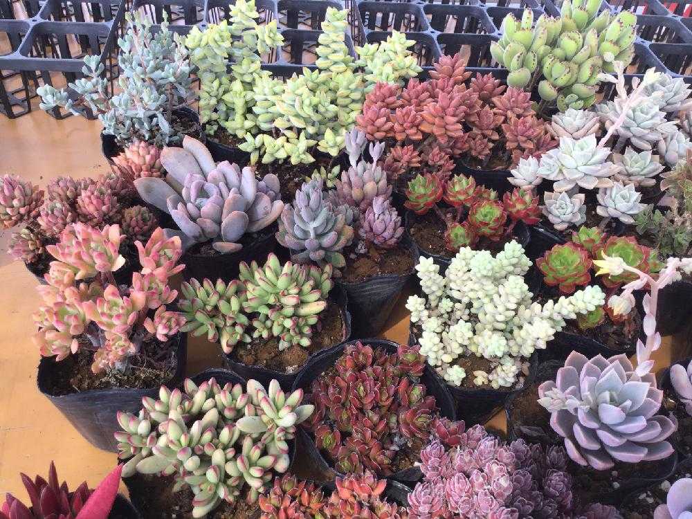 バルコニー/ベランダの画像 by 多肉植物専門店ビスタさん | バルコニー/ベランダとセダム属と多肉植物と多肉男子と月間優良ショップと観葉植物と通販専門店とお誘いとGS映えと植物男子ベランダーと多肉女子とタニラーとガーデニングと花のある暮らしと楽天とアウトドアリビングと埼玉県深谷市とバルコニスト