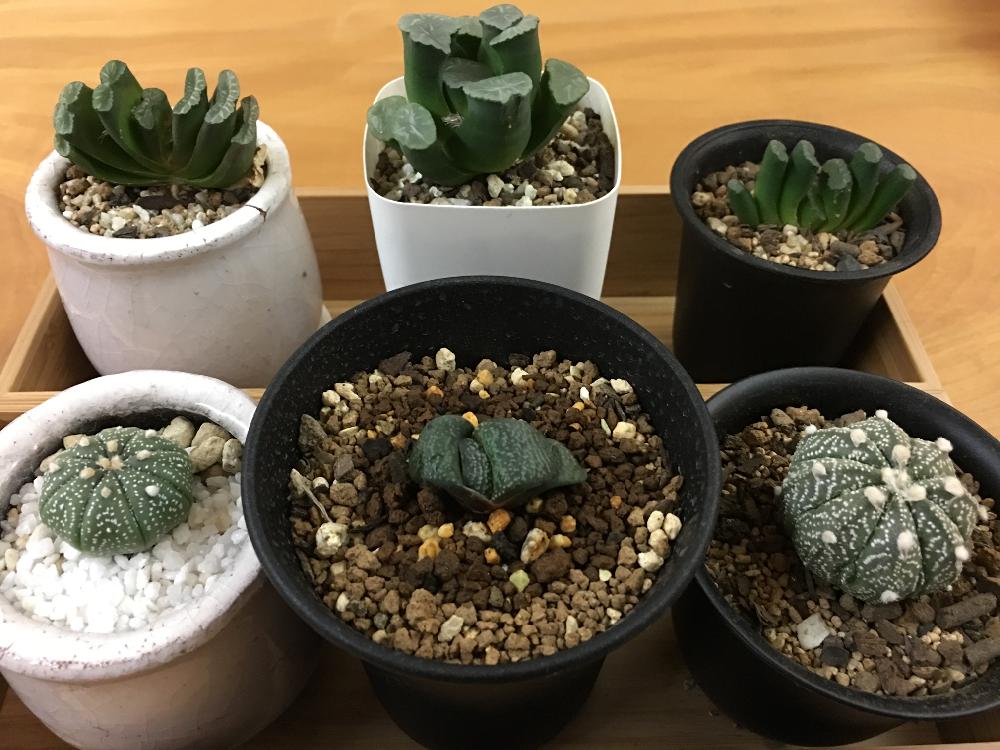 窓辺の画像 by GREENROSEさん | 窓辺とハオルチア属と園芸店とGS映えと植物と 玉扇と植中毒とタニラーとガーデニングと花のある暮らしとかわいいな♡とガステリアとアウトドアリビングと多肉初心者とバルコニスト