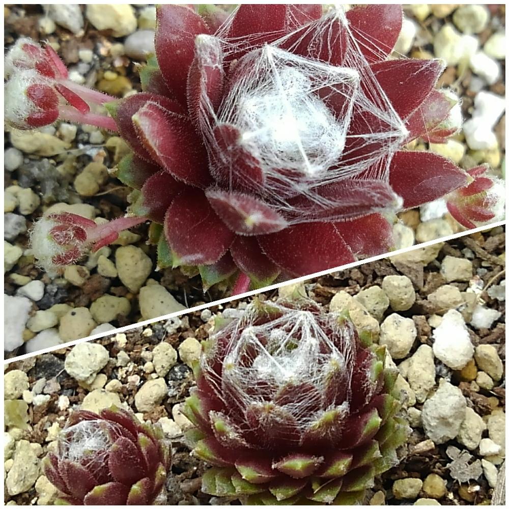 小さな庭の画像 by 環さん | 小さな庭とCobweb Joy ・ コブウェブ ジョイとarach Stansfieldiと多肉植物とGS映えとセンペルビウム属と植中毒と多肉女子とセンペルビブムと癒やしの時間と成長記録と環's センペル