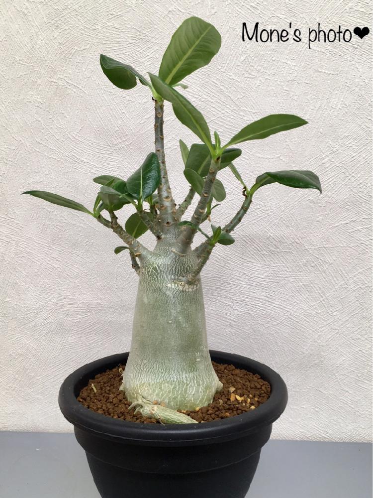 窓辺の画像 by 森音さん | 窓辺と休眠からお目覚めですと塊根植物のある暮らしとワクワクと職場とコーデックスと植中毒と多肉女子と多肉植物とサボテンと塊根植物と成長記録とかわいいな♡と多肉寄せ植え