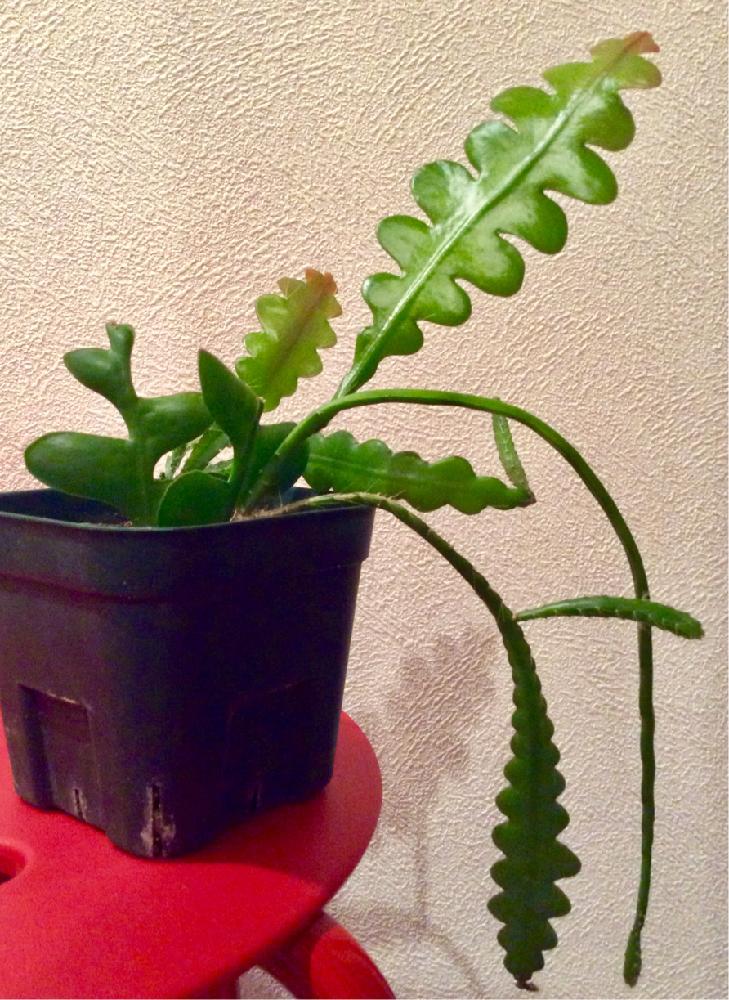 部屋の画像 by 8787さん | 部屋と多肉植物と観葉植物と フィッシュボーンカクタスと植中毒と葉挿し