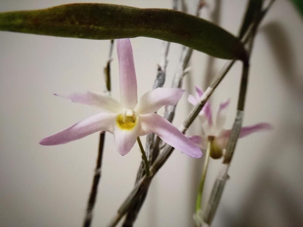 部屋の画像 by 六月さん | 部屋とセッコク 影虎とDendrobium moniliformeとデンドロビウム属とセッコク 長生蘭とorchidとラン科