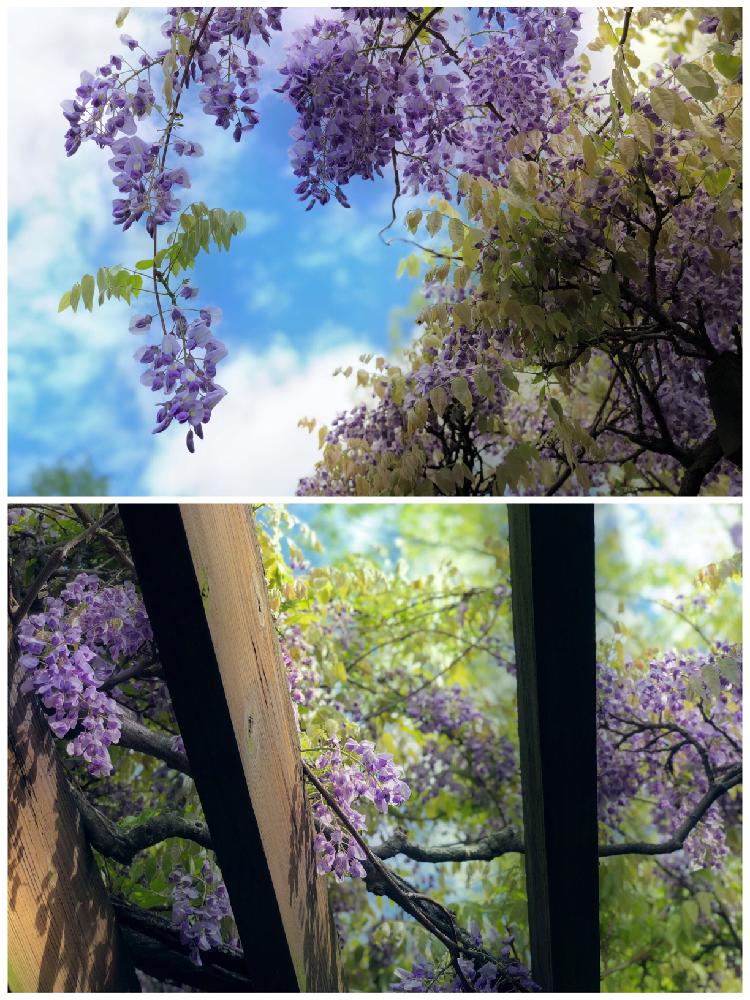 お出かけ先の画像 by チャコでおまさん | お出かけ先とフジとお花大好き♡と公園とGS映えとspringと花のある暮らしと藤棚と藤の花♡とフジの花