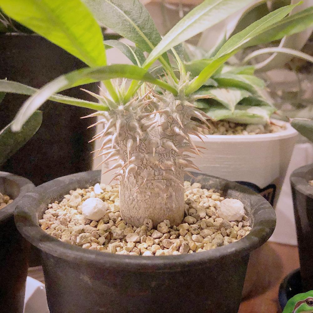 インテリアの画像 by Wangan BOSEさん | インテリアと植中毒とパキポディウム属とパキポディウム デンシフローラム