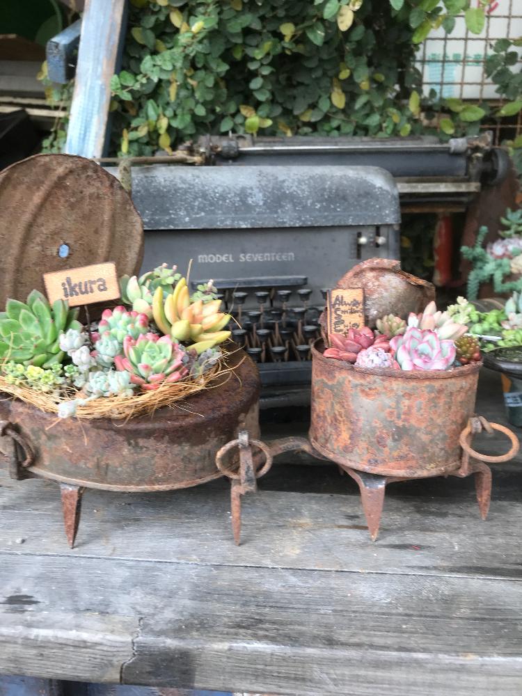 インテリアの画像 by tanitenさん | インテリアと多肉植物とよせ植えとリメ缶とジャンクとリメイクとアンティークとビンテージとマイガーデンとGS映えと今日の一枚と花のある暮らしと古道具と『ひとてま込めて』コンテスト