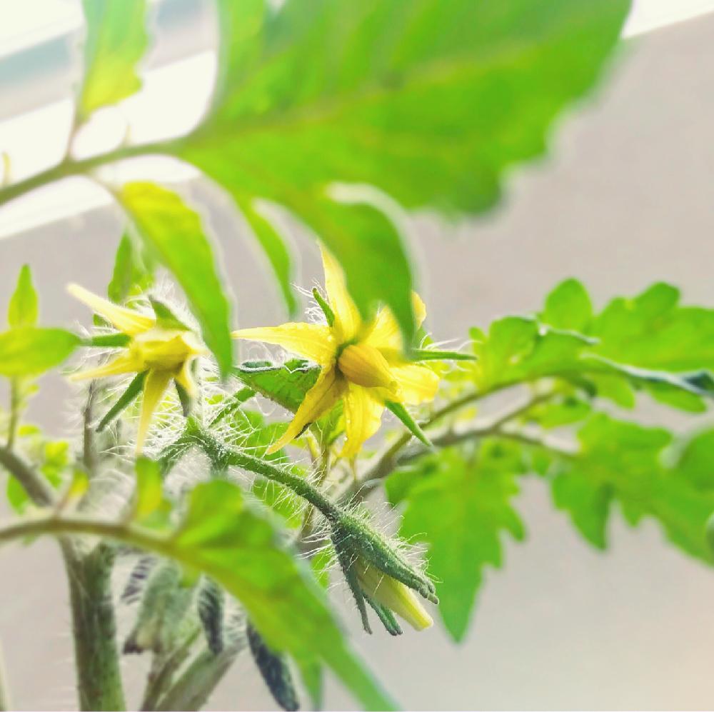 バルコニー/ベランダの画像 by akioさん | バルコニー/ベランダとミニトマトとちっちゃいとプランター野菜と狭いベランダと癒しと成長中とミニトマト苗と成長記録とかわいいとお花と夏野菜とバルコニストとプランター植え
