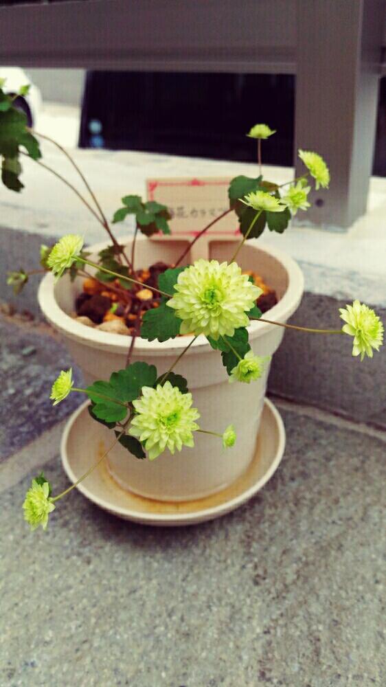 玄関の画像 by けい*✿さん | 玄関と梅花カラマツと緑の花と山野草と花のある暮らしとかわいいな♡