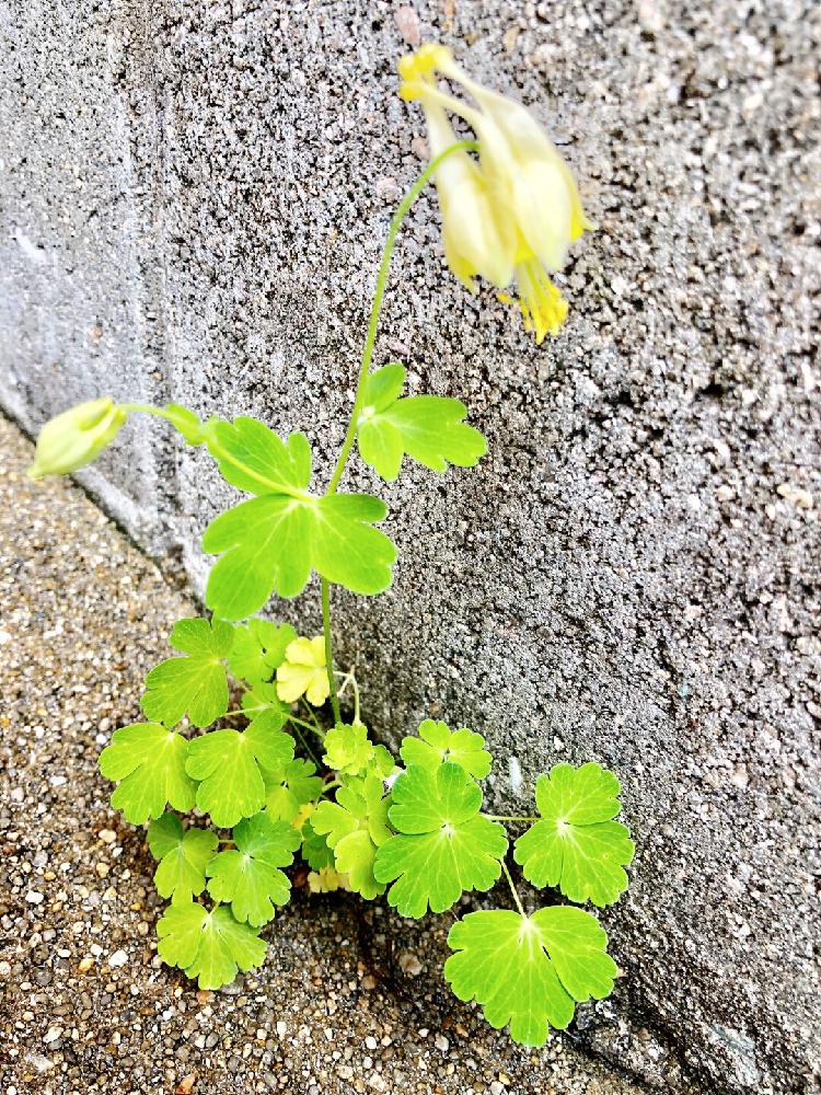 玄関の画像 by たえたえさん | 玄関と植中毒と花のある暮らしとオダマキの花とたねからの幸せ
