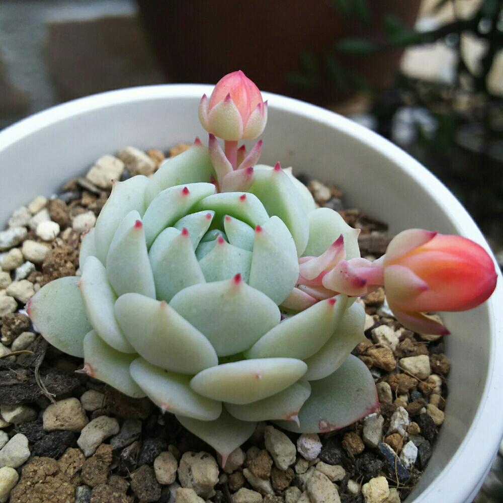 バルコニー/ベランダの画像 by Succulent so cute ♥さん | バルコニー/ベランダと静夜の花芽と静夜と多肉植物とスマホ撮影とGS Lifeとボタニカルライフとsucculent plantsとお気に入り♡とso cute garden ♥と葉っぱのある暮らしと葉っぱとチーム大阪とGS映えと多肉の花芽と多肉植物のある暮らしとno green no lifeとenjoy botanical life ♥と元気もらえるとおきにいりとsucculent so cute ♥とGS影響と春の葉っぱライフとcute ♥ 静夜ときれい~✴とエケベリア属と春のボタニカルライフと春の多肉植物とチームグリーンとガーデニングとcute ♥ エケとcute ♥ 静夜の花芽と多肉生活とgreenとかわいいとベンケイソウ科とかわいいな♡とSucculent Lifeと加工なしとGS萌え~✴とenjoy succulent life ♥と多肉初心者と多肉コレクション♥と葉っぱlove♥とGSタイムとおきにいり~✴とsucculentとsucculent love ♥