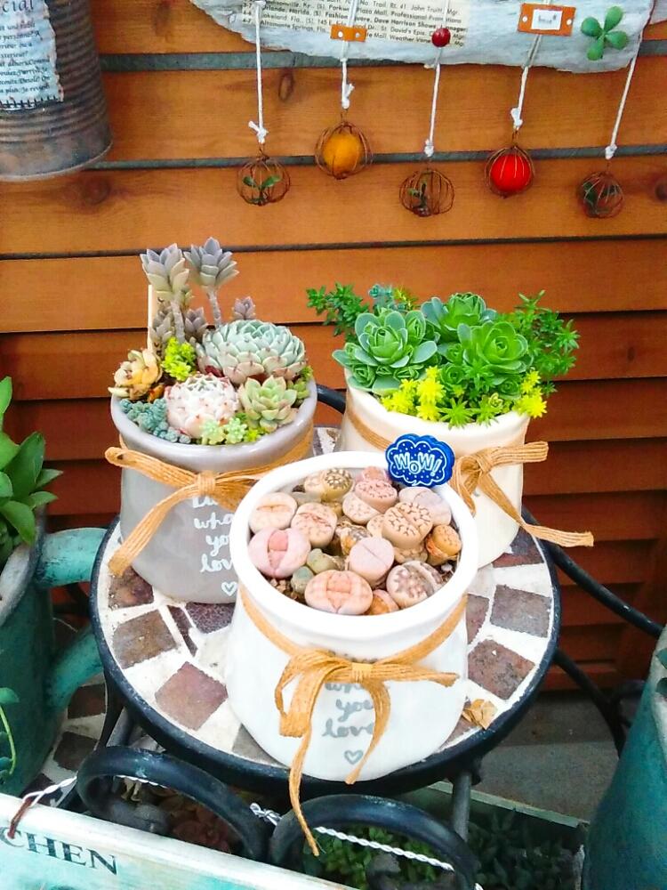 バルコニー/ベランダの画像 by 華さん | バルコニー/ベランダと多肉中毒と多肉植物とベランダと植物のある暮らしと100均とダイソーと寄せ植えとGS映えと多肉植物寄せ植えと多肉のある暮らしとベランダガーデンと植中毒と多肉女子とタニラーとDIY&HANDMADEとガーデニングと花のある暮らしとsucculoveと多肉寄せ植えと多肉初心者と多肉多肉多肉と『ひとてま込めて』コンテストとバルコニスト