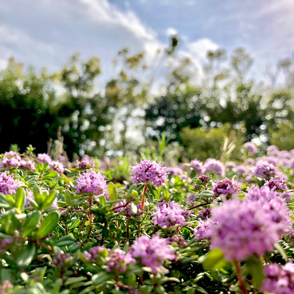 お出かけ先の画像 by Junさん | お出かけ先とタイムロンギカウリスと春のお花と植物のある暮らしと『マクロな世界』コンテストと目黒天空庭園と春が来たとGS映えと春の訪れと植中毒と今日の一枚と目黒川と相談とボタニカルスポット2018春と花のある暮らしとiPhone撮影