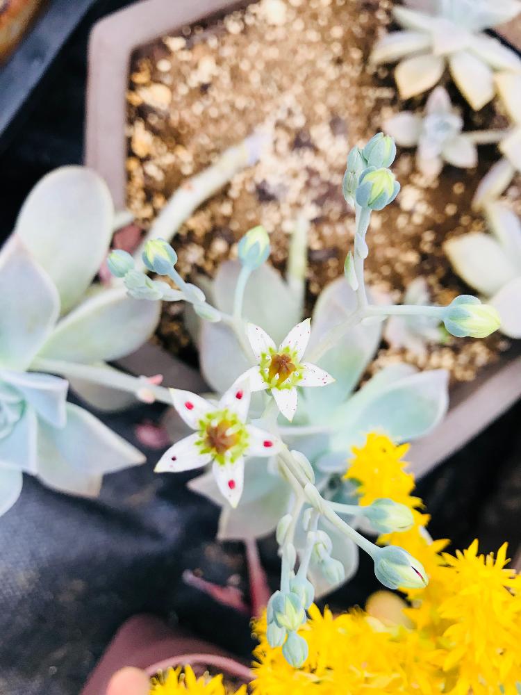 小さな庭の画像 by KEIKOさん | 小さな庭と暗い庭と家庭菜園とお庭ハウスと植中毒と花のある暮らし