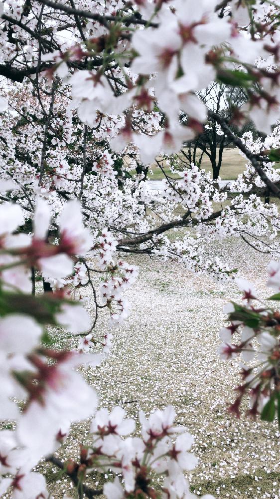 お出かけ先の画像 by ようきちさん | お出かけ先とサクラと名前を教えて!と『2018桜』コンテスト