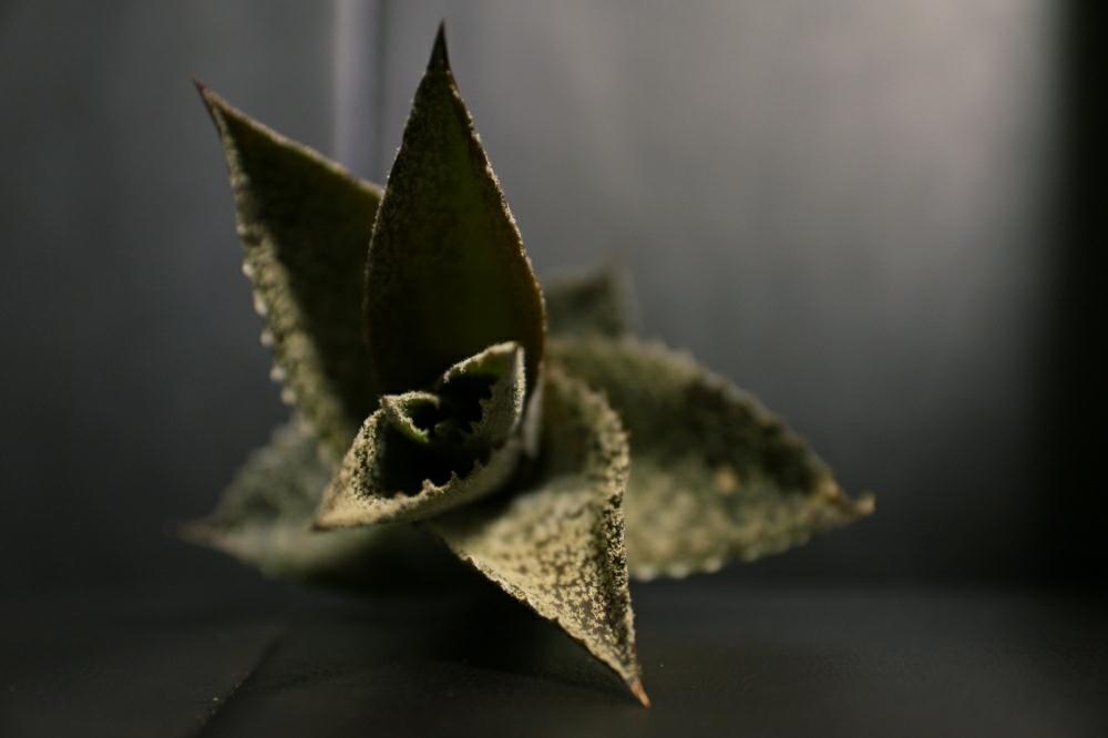 インテリアの画像 by ナカさん | インテリアと多肉植物と着生植物とオルソフィツム属とブロメリアと植中毒と珍奇植物と仲間入りとビザールプランツとエアープランツ/チランジア