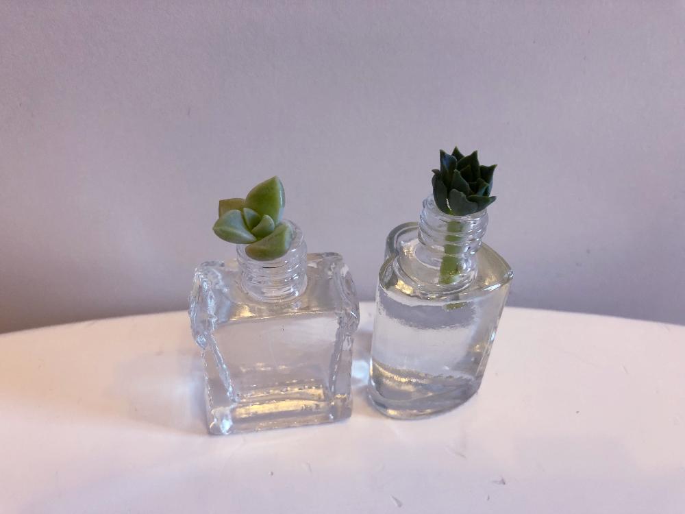 の画像 by 麩菓子さん | エメラルドリップルと名前を教えて!とタニク初心者と多肉植物と水栽培と水耕栽培