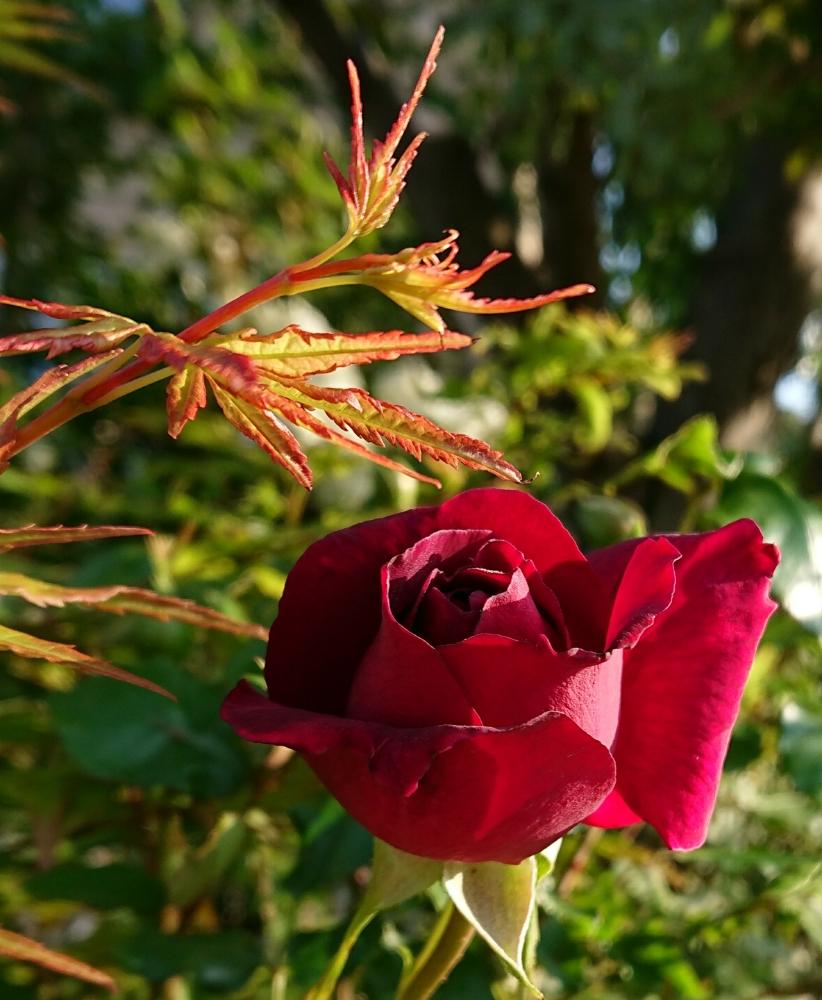小さな庭の画像 by 葉子さん | 小さな庭とフランシスデュブリュイとばら バラ 薔薇とバラと暮らすとバラ・修景バラとジャングルの住人とバラジャングルとイロハモミジ。と季節の花と今日のバラとフランシスデュブリュイ♡とバラ・オールドローズとカインズ千葉ニュータウン店と花のある暮らしとローズガーデンとロザリアン