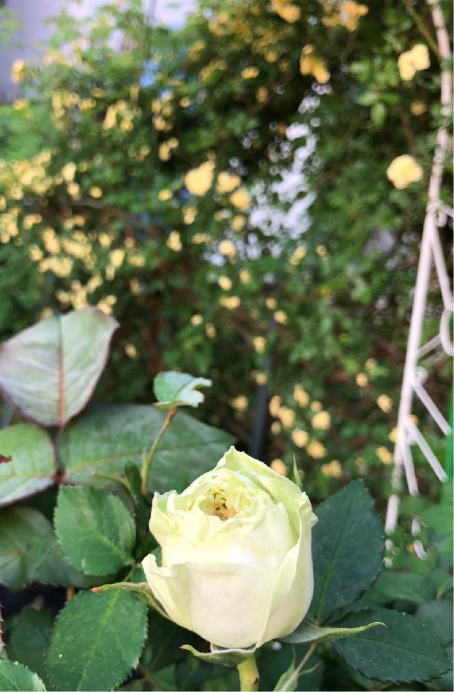 小さな庭の画像 by でぢゃぶぅさん | 小さな庭とばら バラ 薔薇と団子より花でしょ〜と花咲かオヤジ♡とバラわかなと植中毒と花のある暮らし