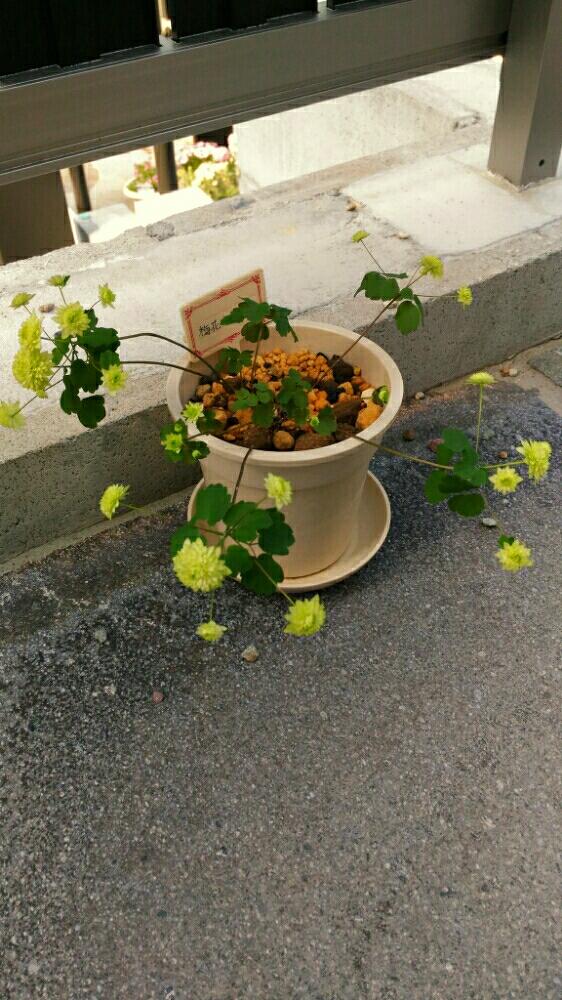 玄関の画像 by けい*✿さん | 玄関と梅花カラマツとカラマツ。とかわいいな♡と山野草と緑の花