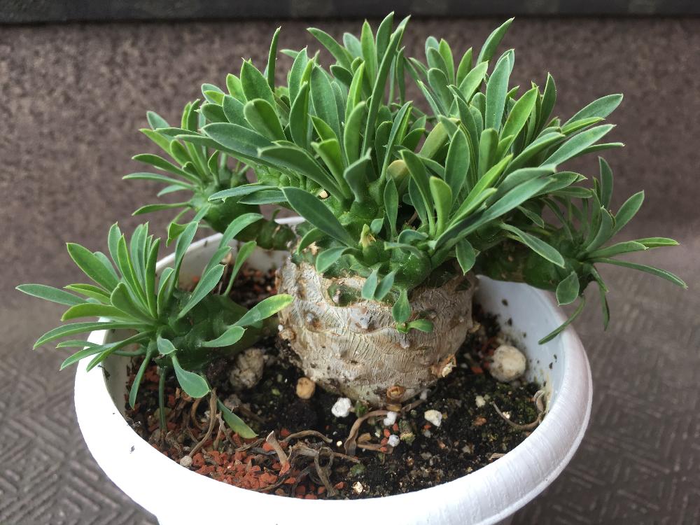 の画像 by ピョン吉さん | 峨眉山と塊根植物とパイナップルみたいと丸いのが好きとかわいい形と多肉植物とユーホォルビアと植中毒とタニラーと花のある暮らしとタニクちゃん
