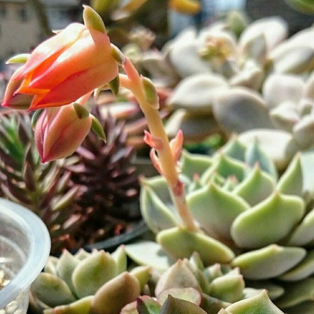 バルコニー/ベランダの画像 by ひろさん | バルコニー/ベランダと花芽と多肉植物とみどりのある暮らしと多肉大好きとわが家の多肉スペースと癒しと富山支部とローラ✨とGS映えと多肉のある暮らしとGSのみなさんに感謝♡と植中毒と今日の一枚とエケベリア属と多肉女子とタニラーと成長記録とナチュラルスタイルと花のある暮らしとかわいいな♡と多肉初心者とバルコニストとむちむちぷくぷくと宝石箱や〜!とHTC
