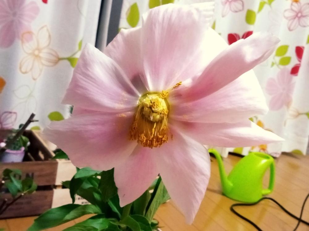 部屋の画像 by もやまさん | 部屋と愛おしいとピンクの花と薄いピンクと枯れかけと可愛いと切り花と芍薬の花