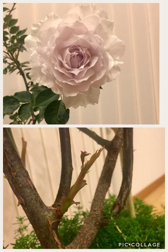 の画像 by みじんこさん | バラ ガブリエルと薔薇♪