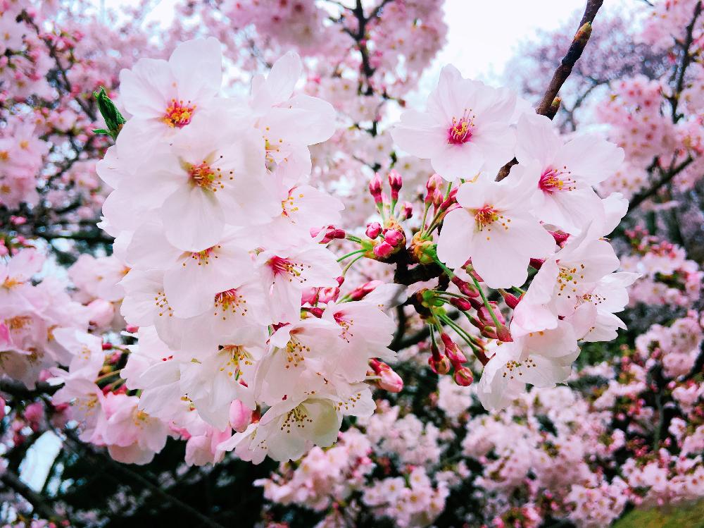お出かけ先の画像 by mimisaki_akaさん | お出かけ先とさくら サクラ 桜と花のある暮らしと『2018桜』コンテスト