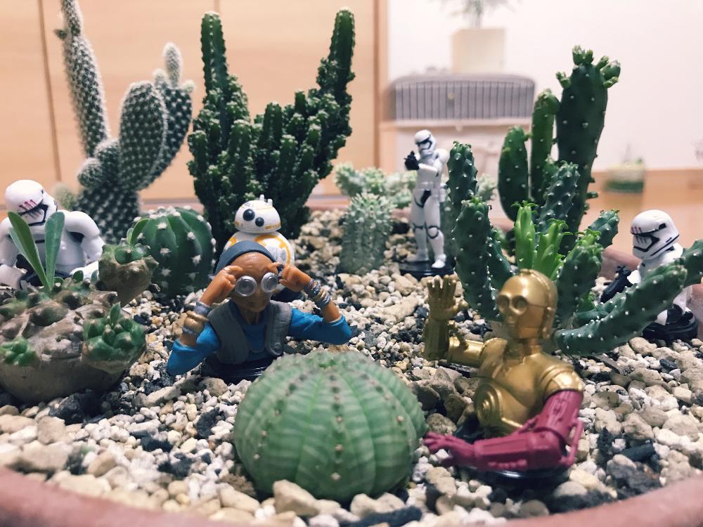 部屋の画像 by こまねこさん | 部屋とスターウォーズと幸せな時間と寄せ植えと鉢植え