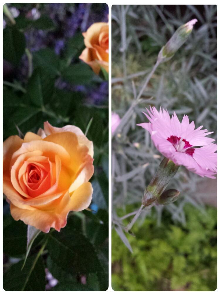 小さな庭の画像 by はなごよみさん | 小さな庭とピンクの花とオレンジの花と鉢植えとナデシコ科とバラ・ミニバラ