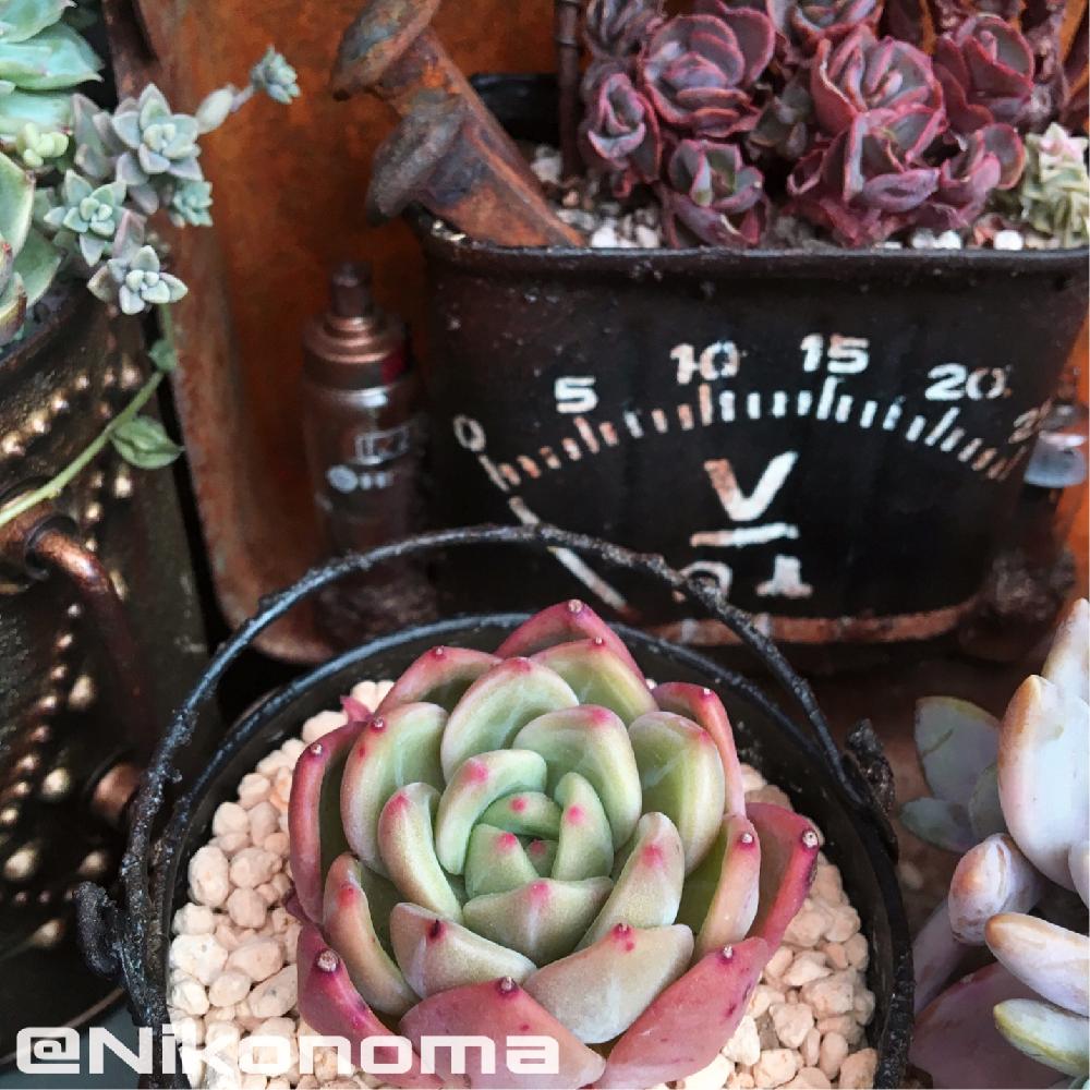 アプローチの画像 by Nomachanさん | アプローチと多肉植物とW投稿と多肉のある暮らしと真空汚缶と植中毒と笑顔の源と癒し空間と錆錆とハンドメイドとサビじょとインダストリアル