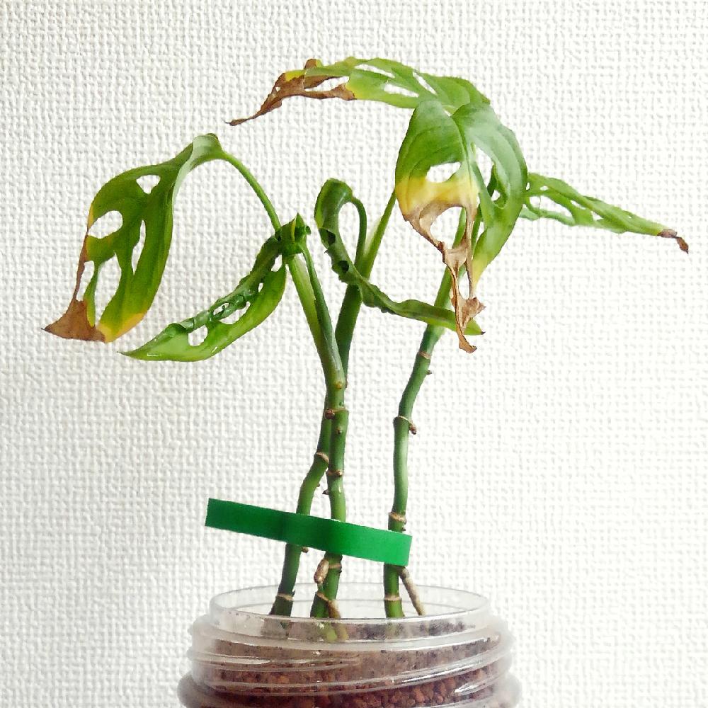 部屋の画像 by Tetsuoさん | 部屋とマドカズラとモンステラ属と観葉植物とハイドロカルチャーとハイドロボールと再生中と今日の一枚とサトイモ 科