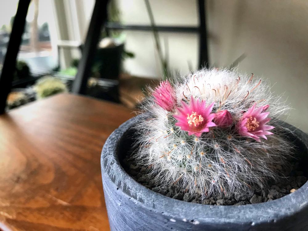 の画像 by hacciQさん | 赤花高砂と多肉植物とサボテン科とマミラリア属と花芽いっぱいと咲いた!
