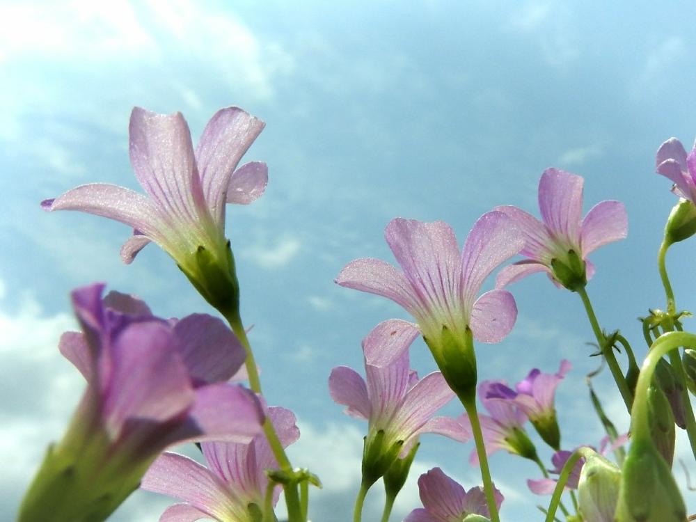 お出かけ先の画像 by みそさん | お出かけ先と『可憐な山野草』コンテストと山野草と植物と植中毒