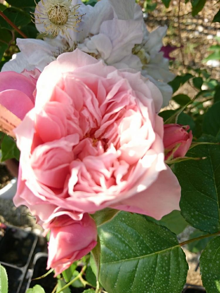 小さな庭の画像 by Keiさん | 小さな庭とソナスファベールとみどりのある暮らしと薔薇愛同盟ときれいとおきにいりとガーデニングと花のある暮らしとかわいいとおおきくなあれと咲いた!