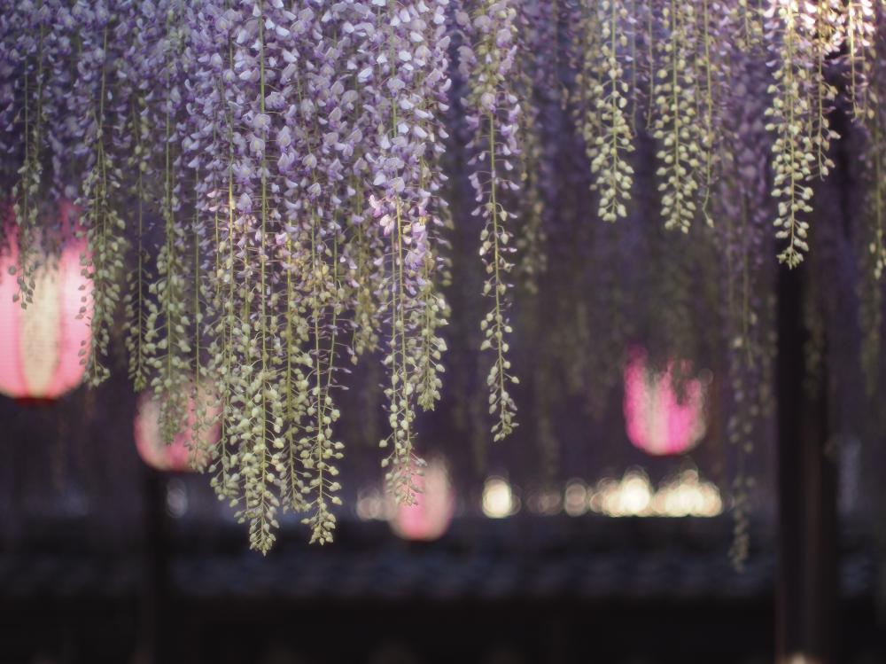 お出かけ先の画像 by Je suis…さん | お出かけ先とフジと愛知とamour.と好きな色とお気に入りとJe suis… ,verte.と植中毒と好き♡とTrès bien!とボタニカルスポット2018春