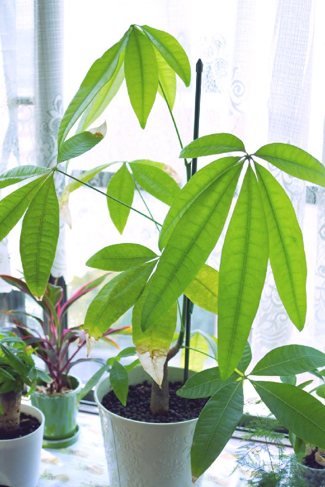 インテリアの画像 by bomitasoさん | インテリアとパキラと観葉植物と植物のある暮らしとGS映えとGS日和と植中毒と花のある暮らし