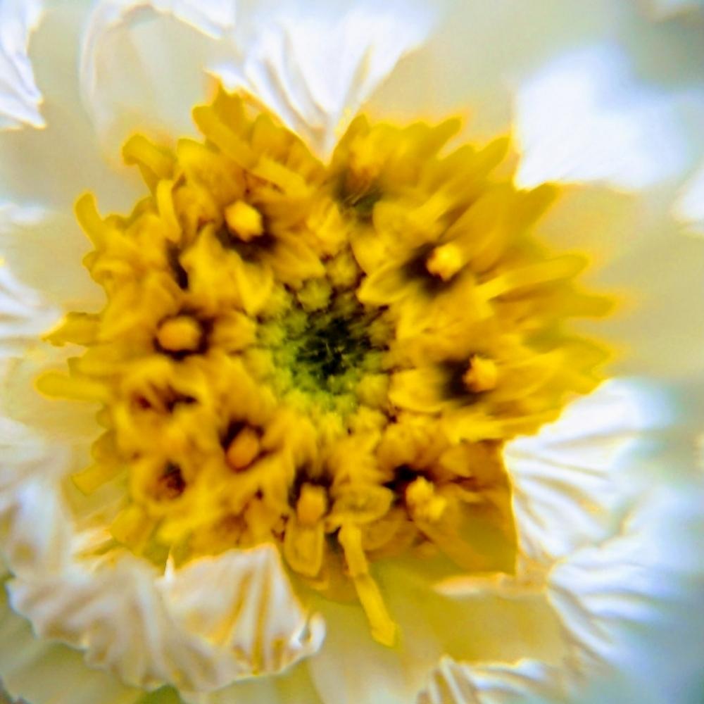 バルコニー/ベランダの画像 by aki~nakさん | バルコニー/ベランダとHTCとWEEKEND FLOWERと『マクロな世界』コンテストと(♡ˊ艸ˋ)♬*うふふといやされる♡と花かんざし♡とGS映えとGS日和とマクロ撮影と今日の一枚と春を満喫と有難う♥と可愛いと花のある暮らしと綺麗だなぁと春気分にと自己満足´ω`*