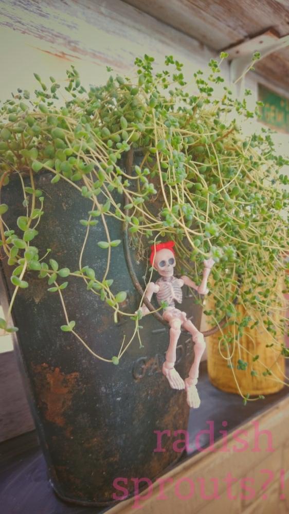 バルコニー/ベランダの画像 by 朋さん | バルコニー/ベランダと多肉植物とHTCとリメ缶と縦1歩横5歩と今日の一枚とたまらん♡とリメ缶・リメ鉢とカワイイヒトとポーズスケルトンと極狭ベランダと北海道